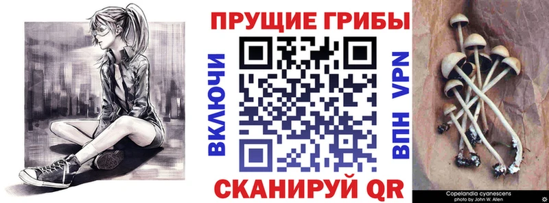 наркотики  ОМГ ОМГ ссылки  Псилоцибиновые грибы Psilocybine cubensis  Тимашёвск 
